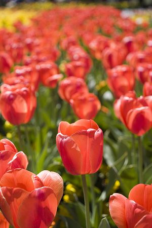 Salmon tulips.jpg